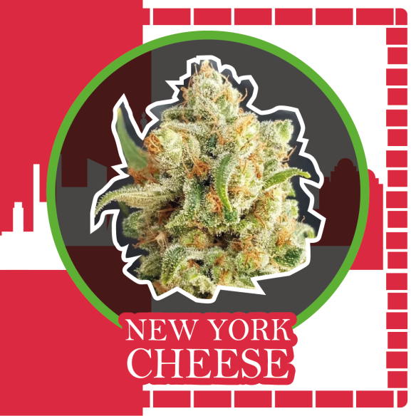 Delirium Seeds New York Cheese Auto X1