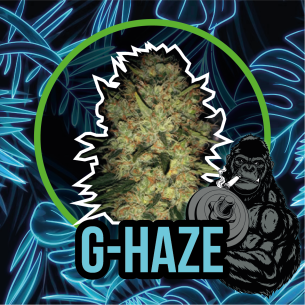 GORILLA HAZE FAST VERSION...