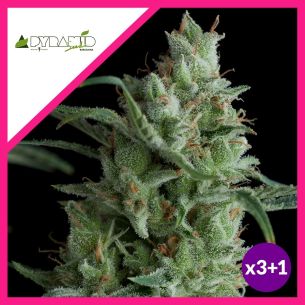 KRYPTONITE  FEM...
