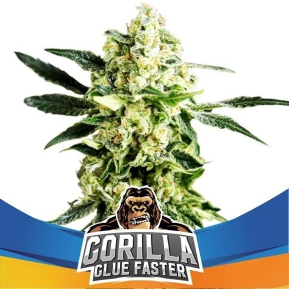 GORILLA GLUE FASTER  FEM  X4 - BSF