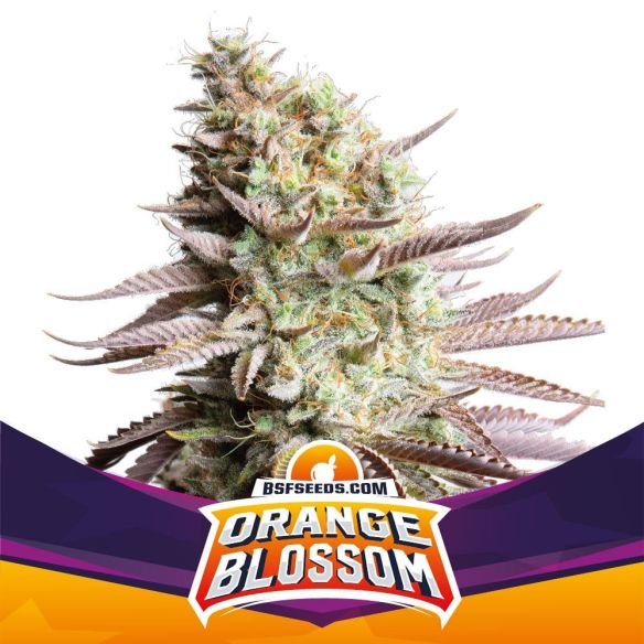 ORANGE BLOSSOM XXL AUTO X2-BSF