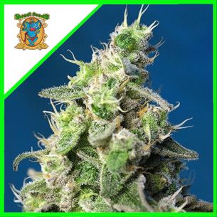 CHEESE XL AUTO® X3+1-SWEET...