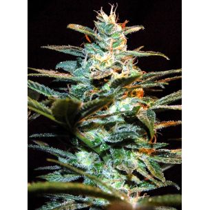 NYC DIESEL FEM® X3+1-SWEET...