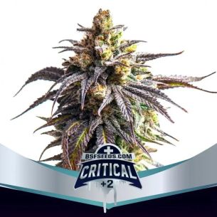 CRITICAL +2 XXL AUTO X12-BSF
