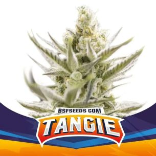 TANGIE XXL AUTO X12-BSF