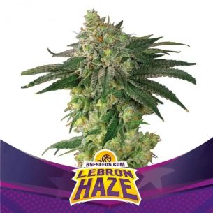 LEBRON HAZE  FEM X12-BSF