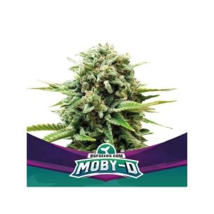 MOBY-D XXL AUTO X12-BSF