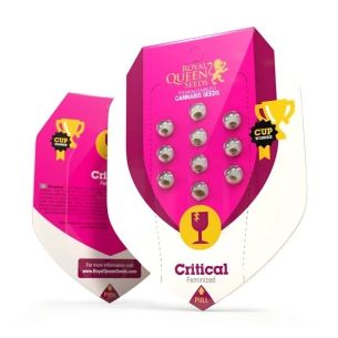 CRITICAL FEM X1-ROYAL QUEEN