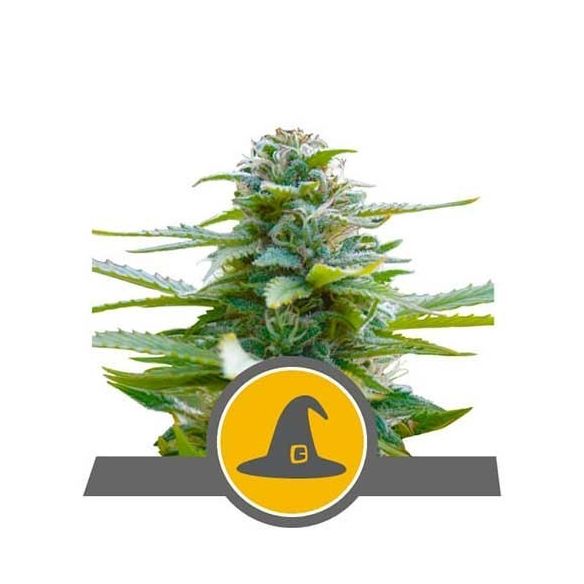 EXOTIC WITCH REG. X10-ROYAL QUEEN SEEDS