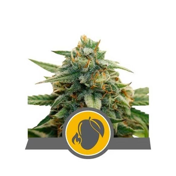 MANGO CRUNCH REG. X10-ROYAL QUEEN SEEDS