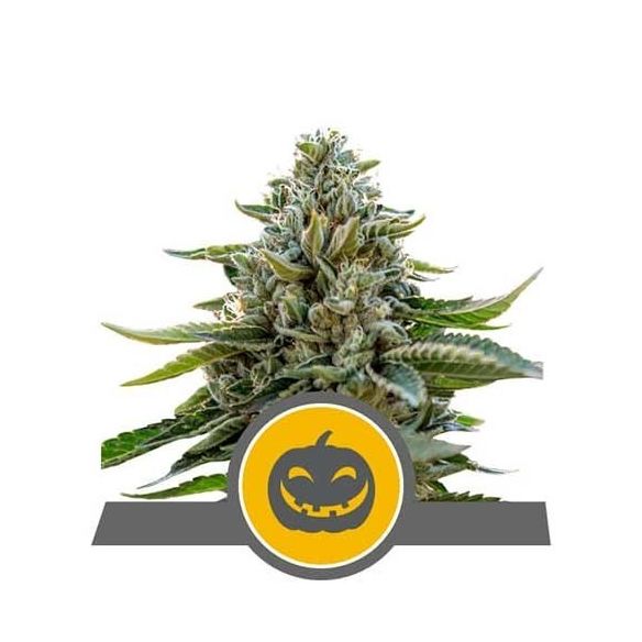 PUMPKIN KUSH REG. X10-ROYAL QUEEN SEEDS