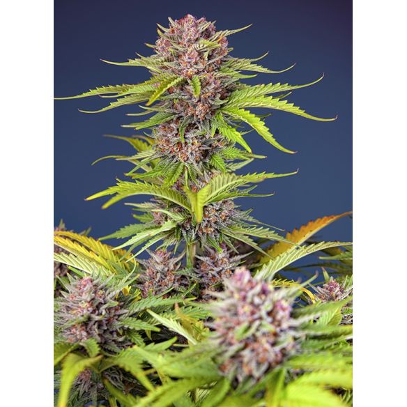 MIMOSA BRUCE BANNER XL AUTO® X25-SWEET SEEDS