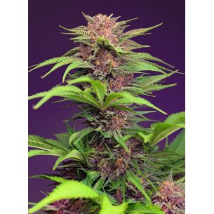 RED MIMOSA XL AUTO®...