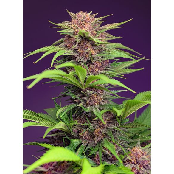 RED MIMOSA XL AUTO® X25-SWEET SEEDS