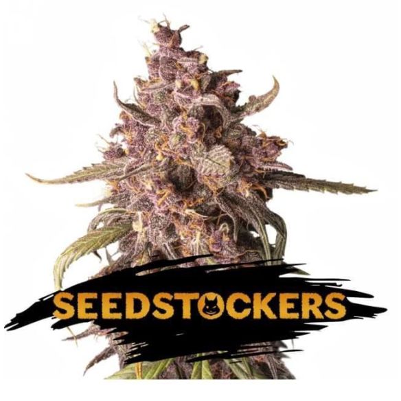 PURPLE PUNCH  AUTO X3-SEEDSTOCKERS CAJA ROTA