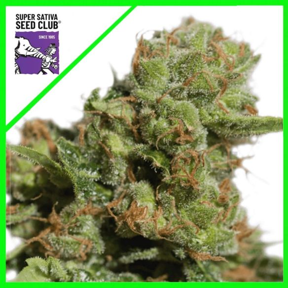 BRUCE LEMON DIESEL AUTO X3-SUPER SATIVA SEED CLUB CAJA ROTA