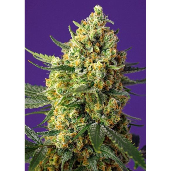 CRYSTAL CANDY FEM X25-SWEET SEEDS