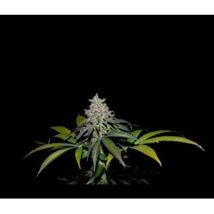SPRITZ X FRUITY PEBBLES OG...