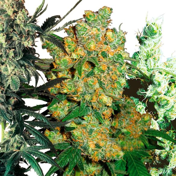 FEMINIZED MIX X10-SENSI SEEDS