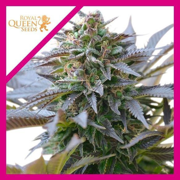 BLUE MISTIC  FEM X1-ROYAL QUEEN SEEDS