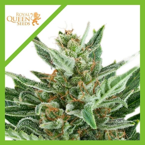 EASY BUD  AUTO X1-ROYAL QUEEN SEEDS