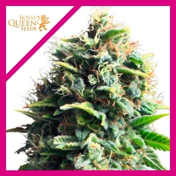 PINEAPPLE KUSH FEM X1-ROYAL QUEEN SEEDS