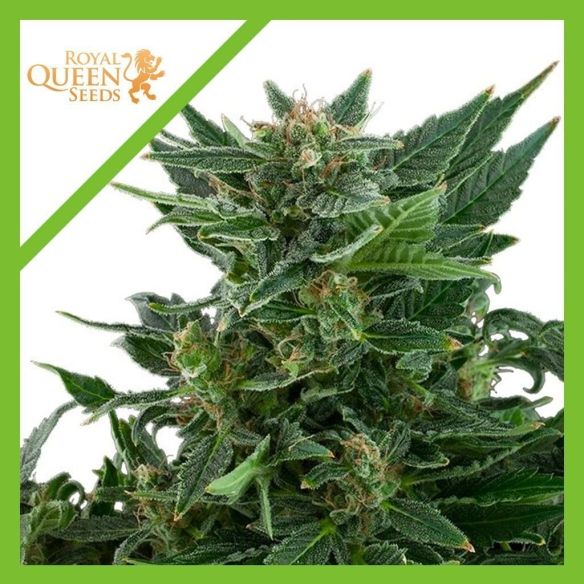 ROYAL KUSH  AUTO X1-ROYAL QUEEN SEEDS