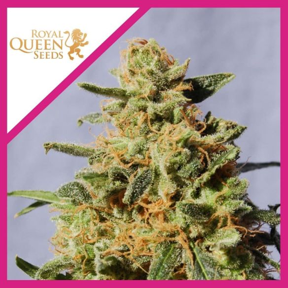 ROYAL DOMINA  FEM X1-ROYAL QUEEN SEEDS