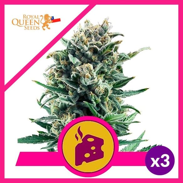 BLUE CHEESE  FEM X3-ROYAL QUEEN SEEDS