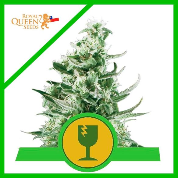 ROYAL CRITICAL AUTO X1-ROYAL QUEEN SEEDS