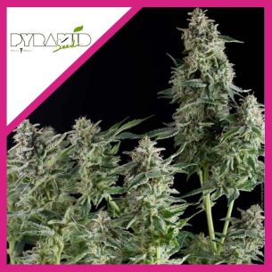 OLYMPIA  FEM X3+1-PYRAMID...