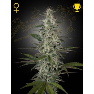 HAWAIIAN SNOW FEM X3 -GREEN...