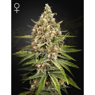 BUBBA SLUSH FEM X3 -GREEN...