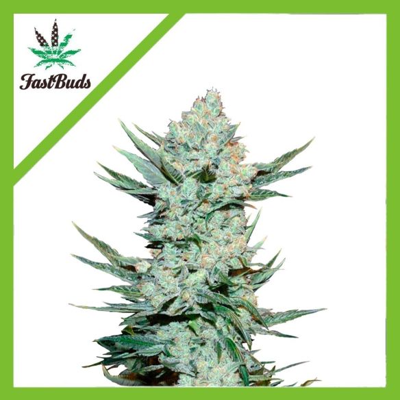 TANGIE MATIC AUTO X5-FAST BUDS