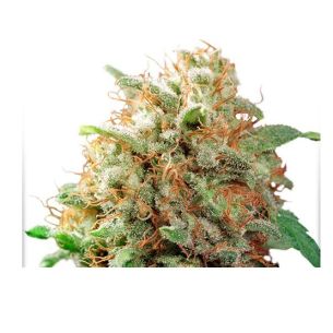 MAZAR FEM X100-DUTCH PASSION