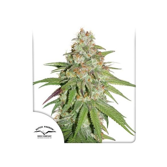 PROMOCIÓN 2X1 GLUEBERRY OG FEM X3-DUTCH PASSION