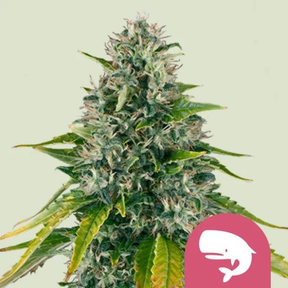 ROYAL MOBY FEM X100-ROYAL QUEEN SEEDS