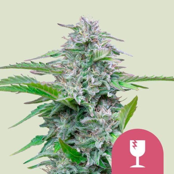 CRITICAL FEM X100-ROYAL QUEEN SEEDS