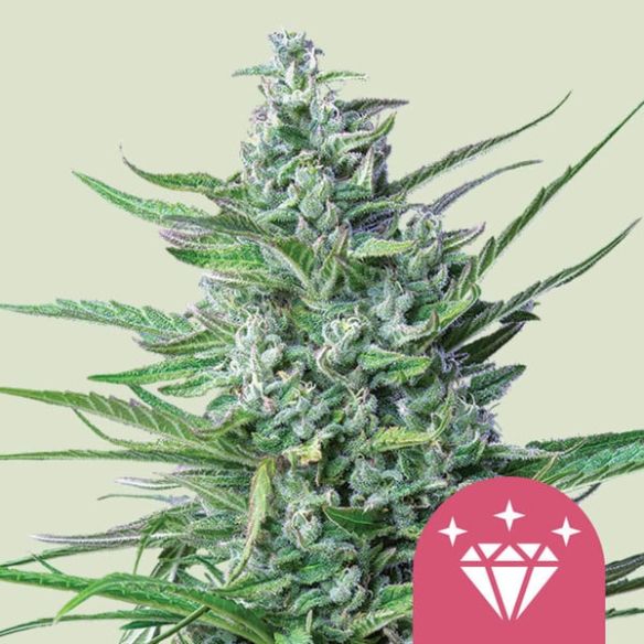 SPECIAL KUSH N1 FEM X100-ROYAL QUEEN SEEDS