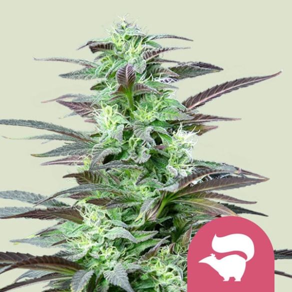 SKUNK XL FEM X100-ROYAL QUEEN SEEDS