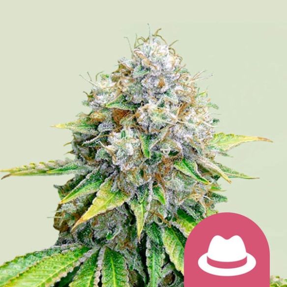 O.G. KUSH FEM X100-ROYAL QUEEN SEEDS