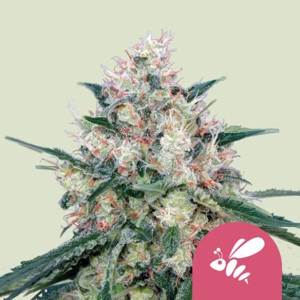 HONEY CREAM FAST FEM X100-ROYAL QUEEN SEEDS