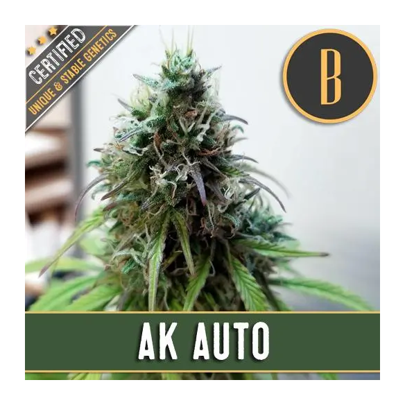 AK AUTO X3 -BLIMBURN SEEDS