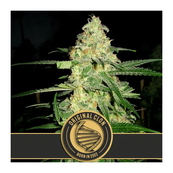 ORIGINAL CLON FEM X3 -BLIMBURN SEEDS