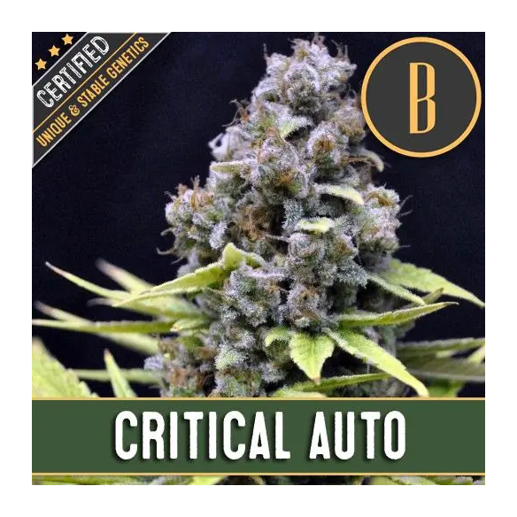 CRITICAL AUTO X3 -BLIMBURN SEEDS