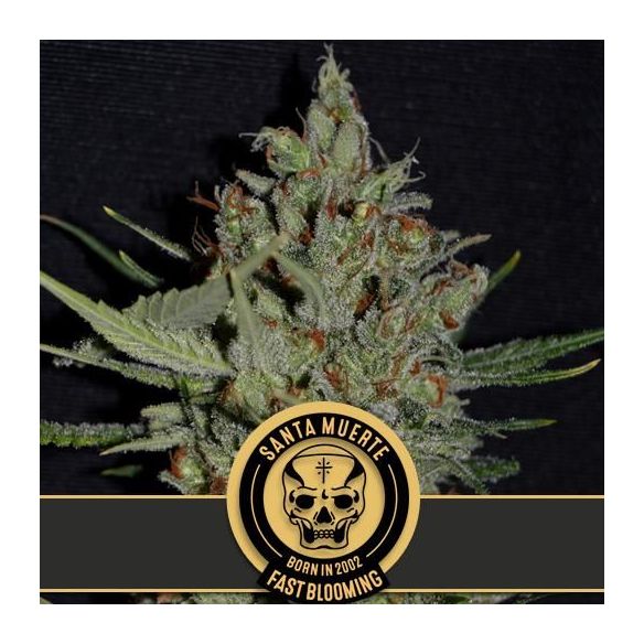 SANTA MUERTE FAST BLOOMING FEM X3 -BLIMBURN SEEDS