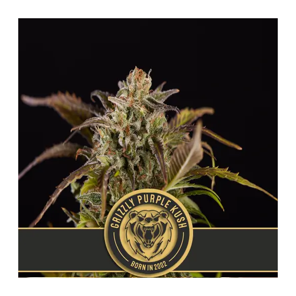 GRIZZLY PURPLE KUSH FEM X3 -BLIMBURN SEEDS