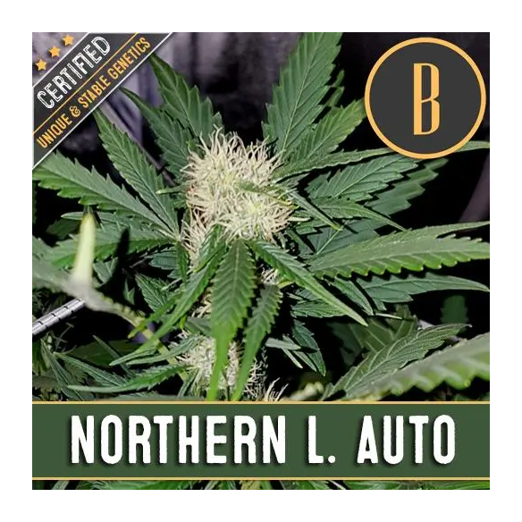 NORTHERN LIGHTS AUTO X3 -BLIMBURN SEEDS