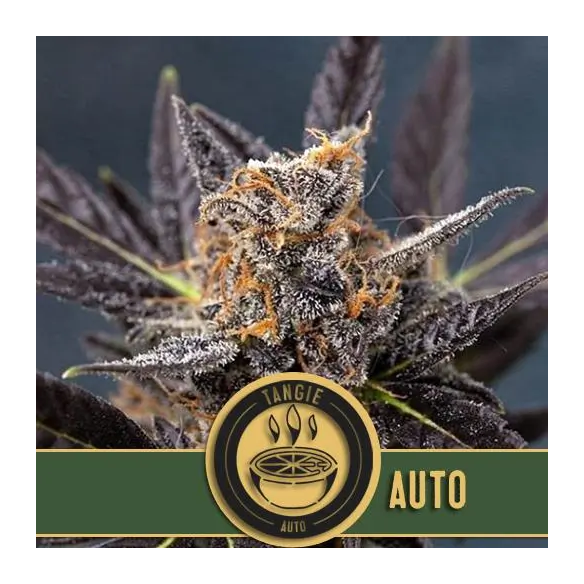 TANGIE AUTO X3 -BLIMBURN SEEDS