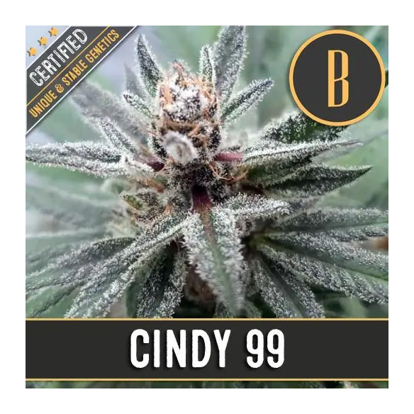 CINDY'S 99 FEM X3 -BLIMBURN SEEDS